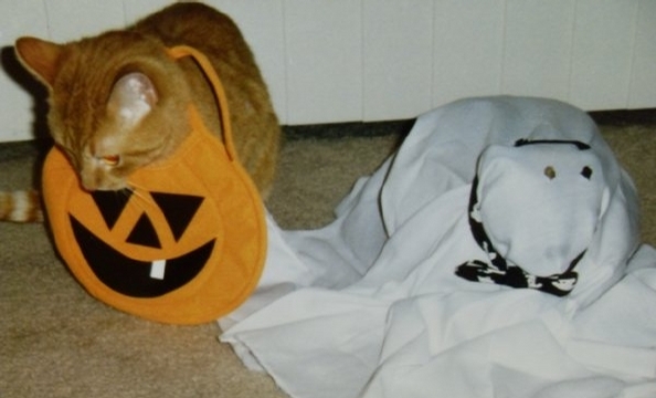 We can't even begin to imagine how you'd get a cat to stay under a sheet, but his owner, Amanda Judd, assures us he's under there.