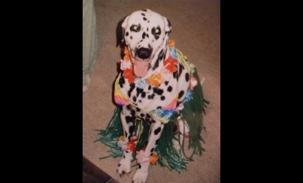 Bailey steals the show as the hottest hula girl ever.