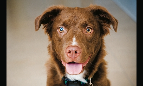 Want to see more smiling pets? Pick up a copy of our February 2010 issue, on stands January 21.