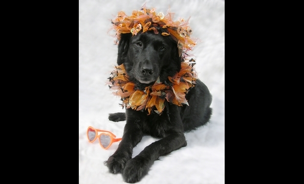 Owner Pam Townsend describes Samba's costume as "Halloween glamor girl." Glamorous, indeed.