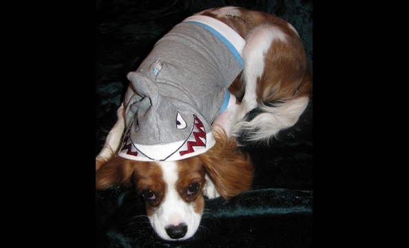 A poem from the owner: "A stray dog's bite was quite a fright for this Great White. But 10 sutures looked just right on Kingsley's ensemble Halloween night."