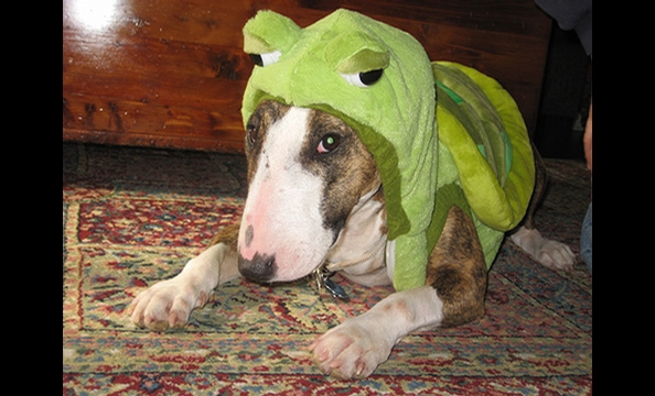 Halloween Pet Costumes