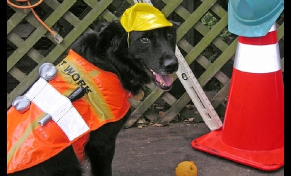 Tango takes the idea of "working breed" to a whole new level.
