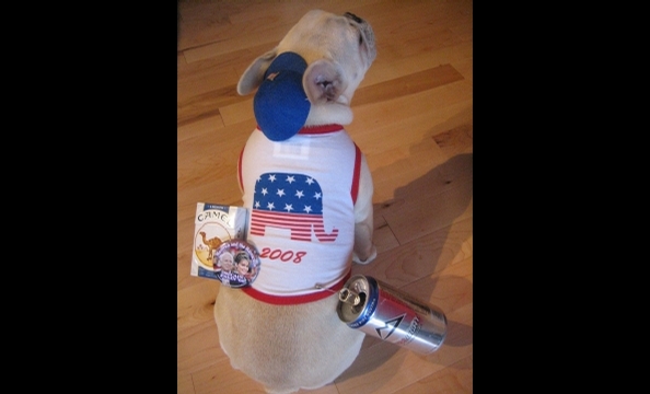 "Determined to renounce her allegiance to France," writes the photographer, "Tchotchke the French bulldog reinvented herself as a 'Freedom' bulldog and celebrated Halloween as Joe Six Pack." Please note the pack of Camels, can of beer, and patriotic cap—i