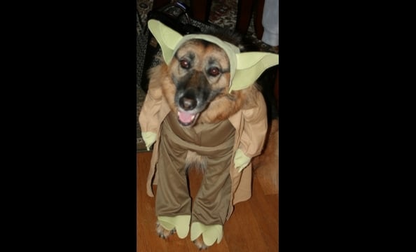 From the owner: "This is Toffee, our German shepherd/collie mix adopted from the Washington Humane Society in 2006. Her nickname is Yoda because of how she holds her ears, so what better costume for her. 'Treats to me you will give!' "