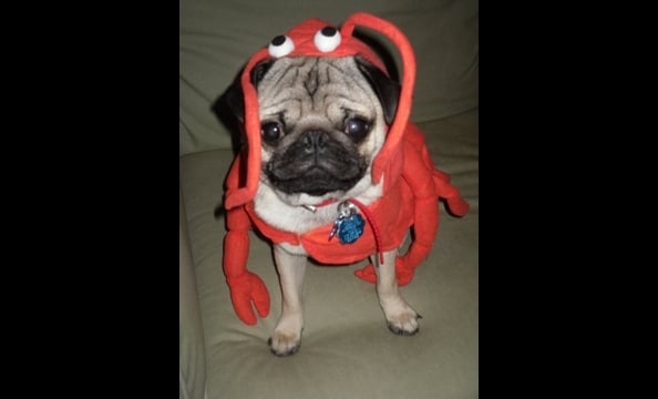 Writes the photographer, "Meet our loving pug Waldo, or Wally for short, dressed in his fanciful lobster costume. He is just over a year old and loves attention and giving kisses!"