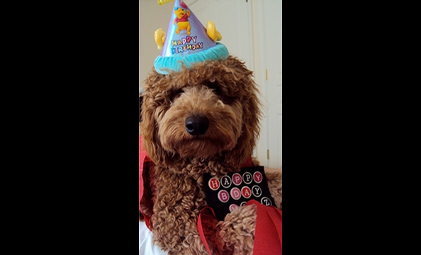 Halloween Pet Costumes