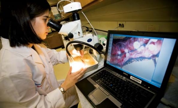 Senior Maita Esteban dissects a leech in the neuroscience lab using a microscope with a computer display.