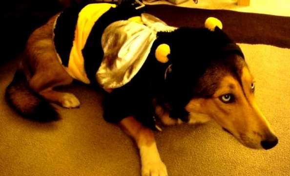 Zara, seen here as BumbleDog, is a two-year old collie/husky/German shepherd mix. She enjoys long walks in the park, chasing squirrels, and eating cupcakes. According to her owner, she would like to wish all Washingtonian readers a very Happy Howl-o-ween.