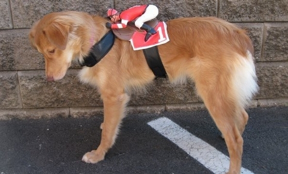 This is Cadence, an 11-month-old Australian shepherd, dressed as Secretariat.