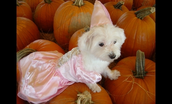 Is she the princess of the pumpkin patch?