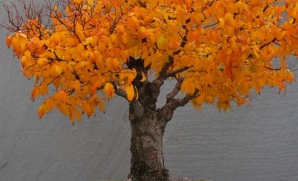 This photo was taken at the National Arboretum.