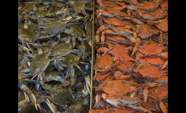 This one was taken at the Riverfront Fish Market.