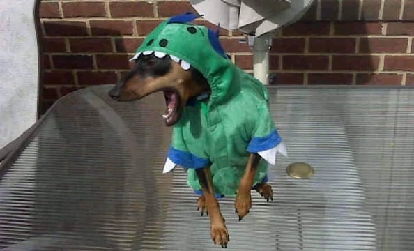 This is three-year-old miniature pinscher, Dahlia, dressed up like a dinosaur.