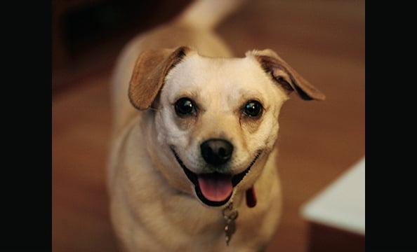 Want to see more smiling pets? Pick up a copy of our February 2010 issue, on stands January 21.