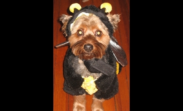 Tyson—another bumble bee!