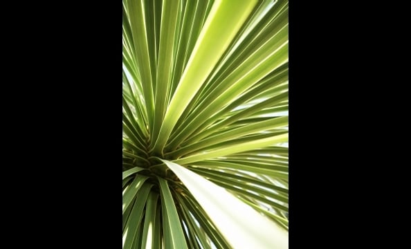 "There are interesting shapes and colors are everywhere you look in nature," writes the photographer. We agree. His close-up photo of a palm tree is a case-in-point.