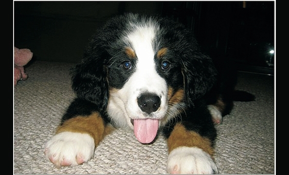 Want to see more smiling pets? Pick up a copy of our February 2010 issue, on stands January 21.