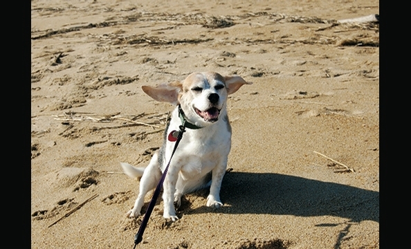Want to see more smiling pets? Pick up a copy of our February 2010 issue, on stands January 21.