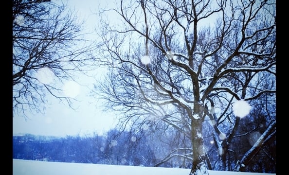 A snowy tree in Rose Park