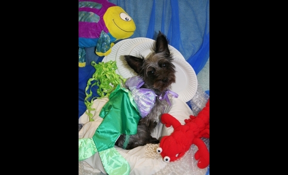 Sophie is a three year old Yorkie-Poo. She is a working girl that goes to the office with her Mom everyday at the Edmund J. Flynn Company. This year for Halloween she is the Little Mermaid. She previously has enjoyed being Snow White.