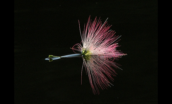 September Photo Contest: Flora & Fauna