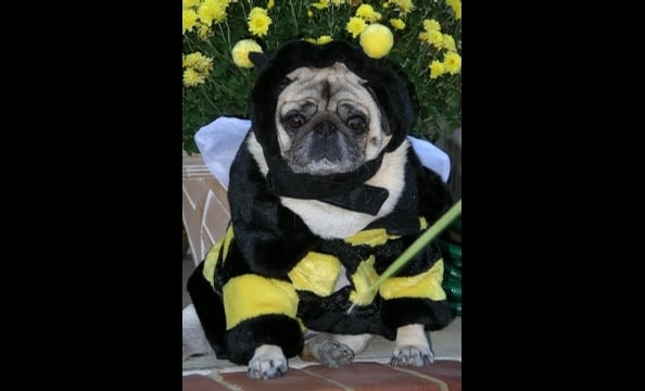 Writes the pug's mom, "Seeing the photo, she winced, and immediately ran to the phone to call Jenny Craig."