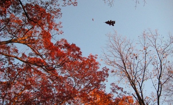 A leaf falls at—where else?—Shenandoah National Park.