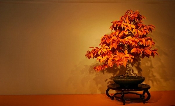 More bonsai at the National Arboretum.