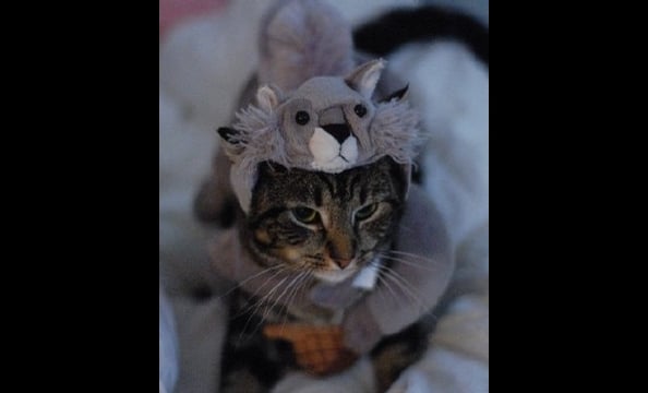 Penny was adopted from the Washington Humane Society a year-and-a-half ago. Her owner, Katie Hughes, says that although her kitty might hate her squirrel costume, Penny loves looking out the window at live ones.