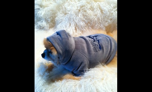 Juicy Couture for Your Pet