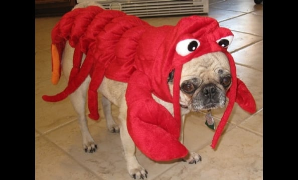 Curli, a nine-year-old pug, looks . . . um, thrilled . . . to be dressed like a lobster.