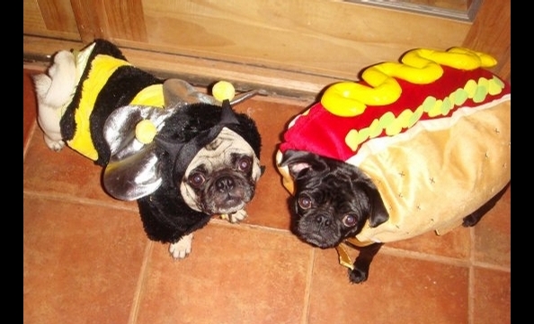 "Chubs and Taters are two of the sweetest dogs you will ever meet," writes their owner, Cory Marks, who dressed Chubs as a bee and Taters as a hot dog. Is it wrong that Taters makes us a little hungry?