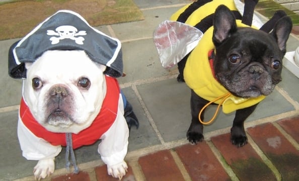 Captain Rocky and first mate Reese-e-bee watch over their kingdom of small ships and big flowers. They are two Frenchie brothers that are always looking for a new adventure.