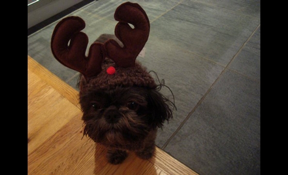 Halloween Pet Costume