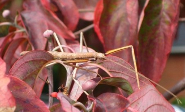 A stickbug camouflages itself in fall leaves.