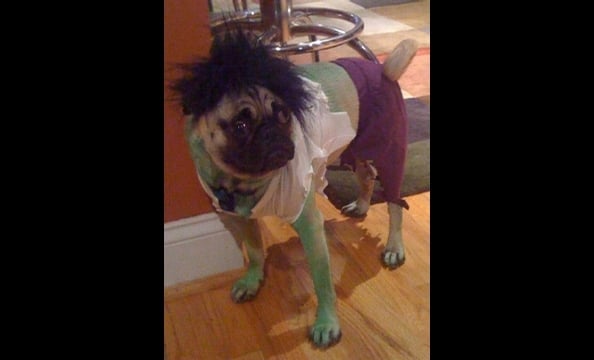 Owners Gwen and Eric dressed their pug, Blue, as the Incredible Hulk—going so far as to dye his fur green with food coloring. Says Gwen, "He is puzzled by the hairpiece on his head, and walks like an old cowboy because of the purple pants."