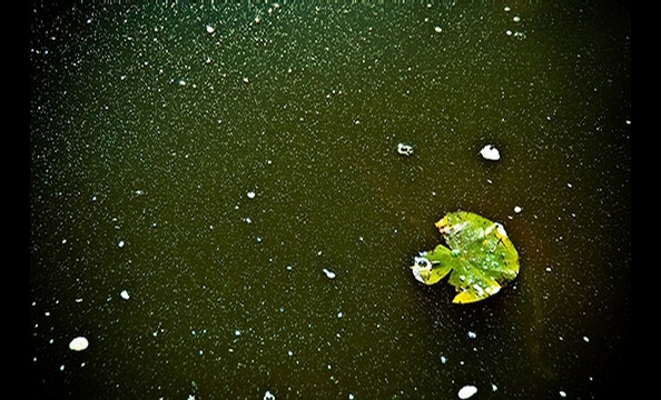 During a trip to the National Zoo, DC writer and photographer Maureen Minehan skipped the traditional animal shots in favor of a close-up look at the tiger's moat. Noticing how the morning light transformed a lily pad and the water surrounding it into so