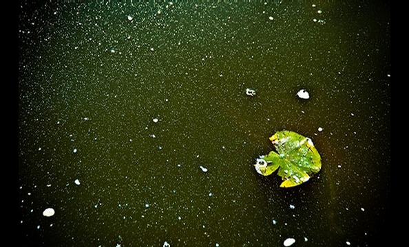 During a trip to the National Zoo, DC writer and photographer Maureen Minehan skipped the traditional animal shots in favor of a close-up look at the tiger's moat.  Noticing how the morning light transformed a lily pad and the water surrounding it into so