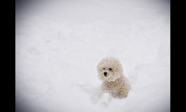 December 2010 Photo Contest: Snowmaggedon