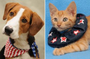 The Cutest Debate Ever, Via the Washington Animal Rescue League