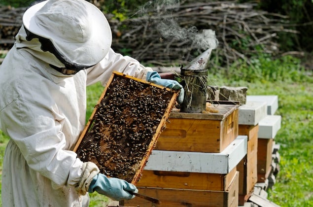 Image result for bee keeping