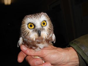 Owling: Not the Instagram Fad Kind