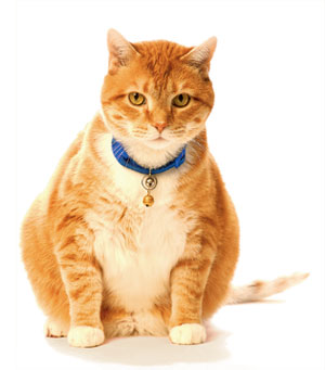 2013-1-28-fat-cat.jpg - Washingtonian