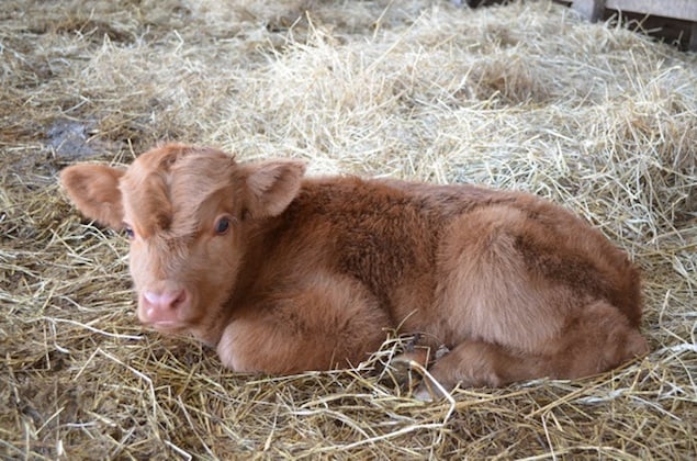 Cute Animal Alert: Check Out This Adorable Newborn Calf - Washingtonian
