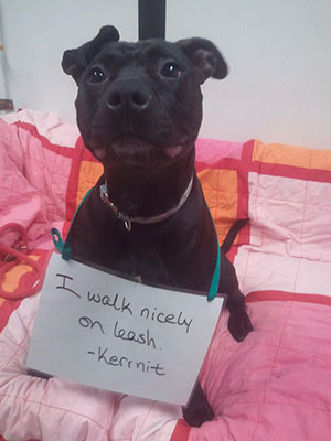 Kermit