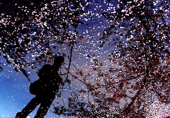 Cherry Blossom