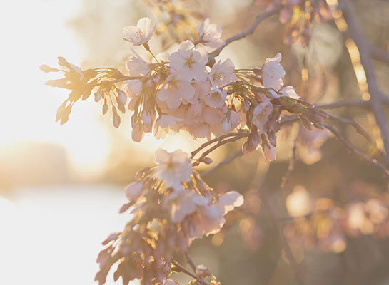 Cherry Blossom
