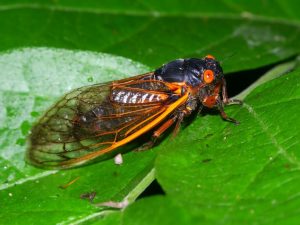 The Cicada Population Will Explode Next Week—and Stay More Than a Month