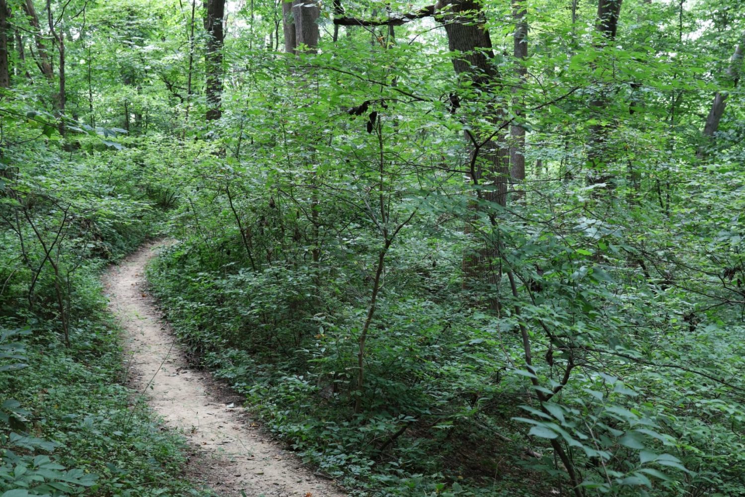 Arlington hiking trails. DC hiking. DC biking.